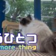 バーマン猫ガブとウリとラフ【もうひとつ】One more thing（バーマン猫）Birman/Cat