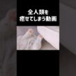 👇️本編こちら！ #shorts #猫 #子猫 #ラグドール #甘えん坊猫 #猫のいる暮らし