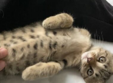 ただただかわいいだけの子猫