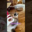 おもちゃはボクのもの #保護猫 #シャム猫ミックス