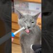 食後の歯ブラシ至高猫#ロシアンブルー #猫 #cat #ねこ