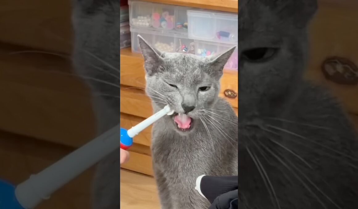 食後の歯ブラシ至高猫#ロシアンブルー #猫 #cat #ねこ