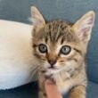 ソファの上で子猫と遊ぶ日