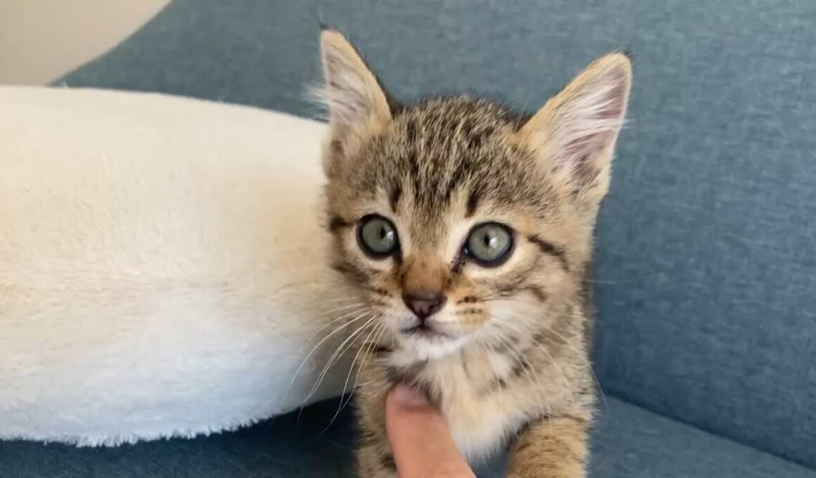 ソファの上で子猫と遊ぶ日