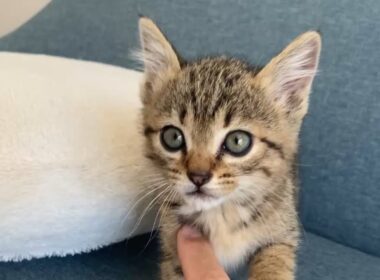 ソファの上で子猫と遊ぶ日