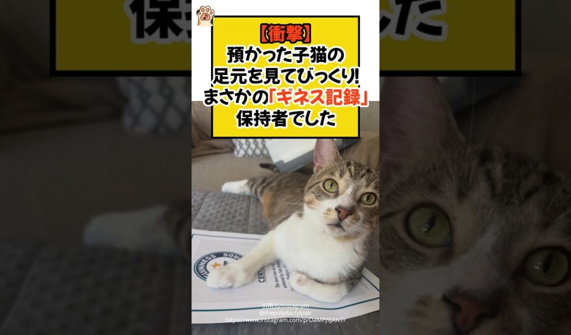 【衝撃】預かった子猫の足元を見てびっくり！まさかの「ギネス記録」保持者でした #ねこ #保護猫 #ギネス記録