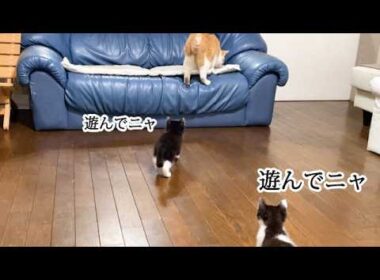 遊んで欲しくて後を追いかける子猫