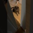 20260715 #shorts #cat #ロシアンブルー #猫