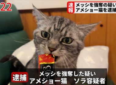 【速報】メッシを強奪した疑いでアメショー猫を逮捕しました
