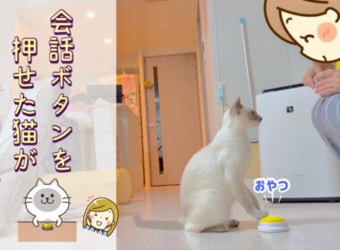 【トンキニーズ】会話ボタンを押せた猫が可愛すぎる