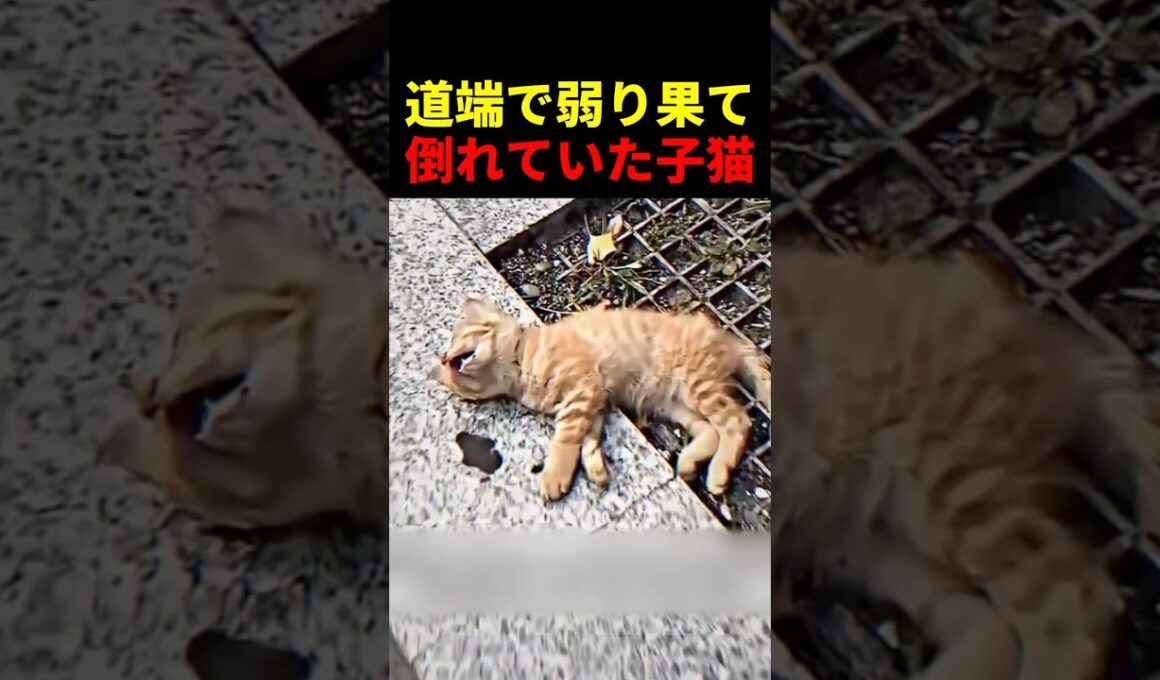 道端で弱り果て倒れていた子猫 #動物 #ペット #かわいい #癒し #animals #猫 #子猫