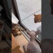 毎日来る野良のシポミと喧嘩する猫スルタンとクレセント【スフィンクス ベンガル】