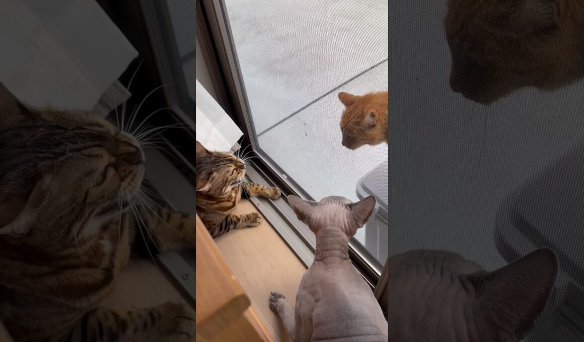 毎日来る野良のシポミと喧嘩する猫スルタンとクレセント【スフィンクス ベンガル】