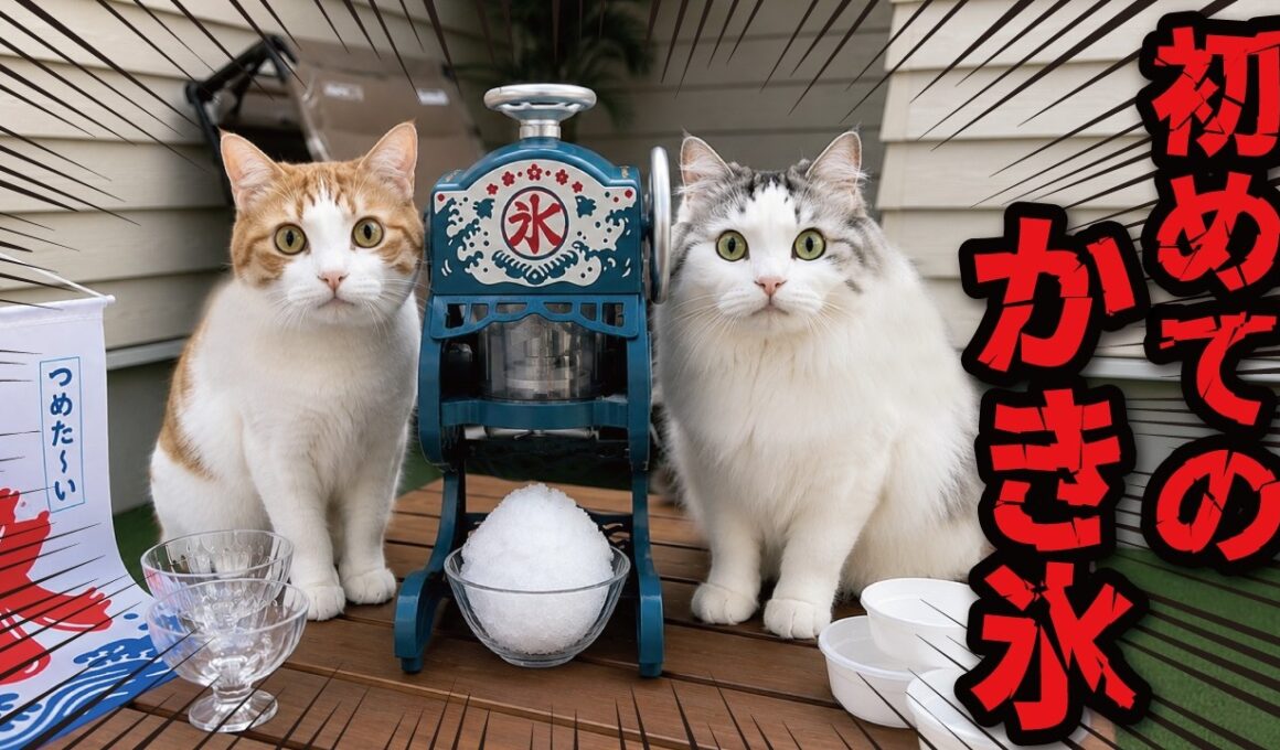 熱中症対策で猫たちにかき氷を作ってあげた結果…