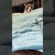 狭い場所から、恥ずかしそうにチラ見するシャム猫のパンダ。その背後に