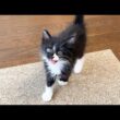 鳴きながら「遊んで！！」と追いかけてくる子猫
