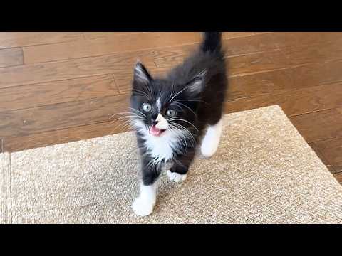 鳴きながら「遊んで！！」と追いかけてくる子猫