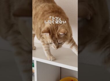 保護猫部屋に勝手に入った先住猫、母が呼ぶと出てくるお利口さん #茶トラなつ #大型猫 #ボブテイル