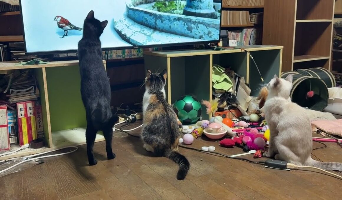 鳥の動画が好きな三毛猫ミックス、シャム雫。キジシロのルルは、バッタじゃないと、つまらない