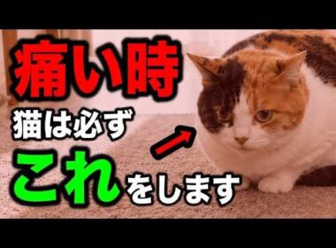 【見逃さないで】猫が痛いときに見せるサイン10選を獣医師が解説します