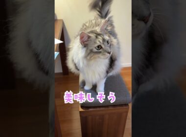 朝のご挨拶。出かける少年を見送る大型猫#shorts