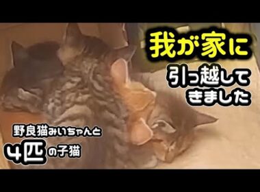 ⁠【感動】子猫を連れて大移動…！みいちゃんママの過酷なお引越しと納屋で過ごす奇跡の夜⁠