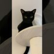 高みの見物👀黒猫ボンベイ　#cat #ねこ #ねこのいる生活 #ねこのいる暮らし #ねこ動画 #猫 #猫好きさんと繋がりたい #かわいい #甘えん坊 #癒やし