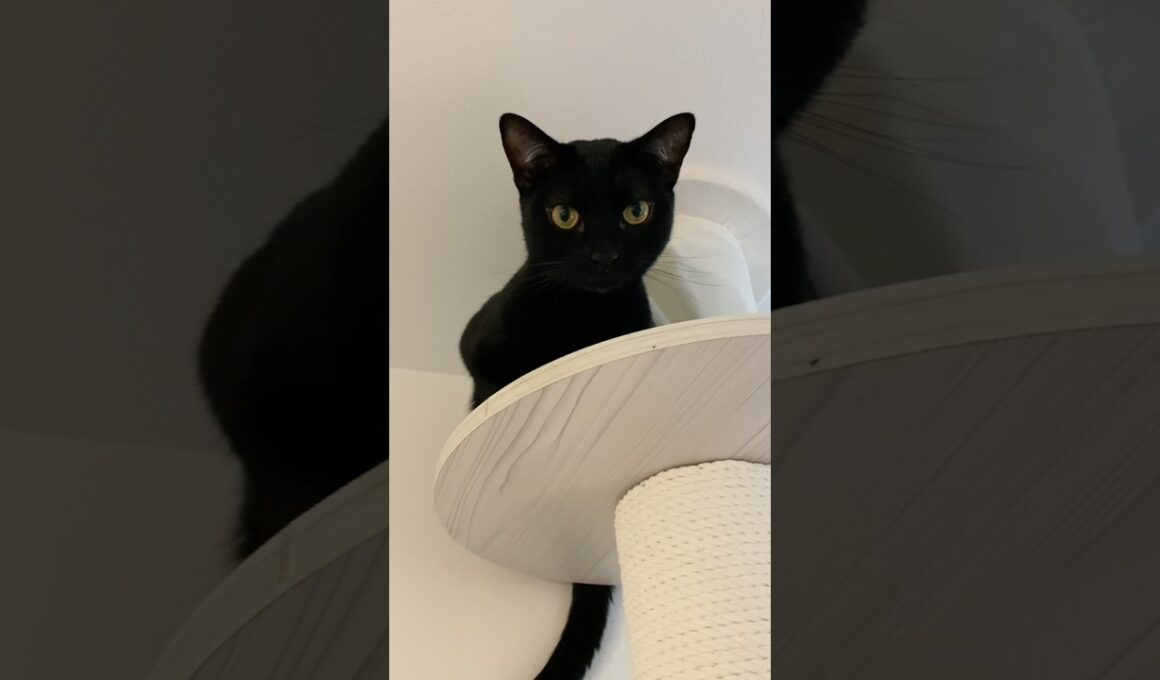 高みの見物👀黒猫ボンベイ　#cat #ねこ #ねこのいる生活 #ねこのいる暮らし #ねこ動画 #猫 #猫好きさんと繋がりたい #かわいい #甘えん坊 #癒やし