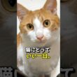 猫にとって「いい一日」って、どんな日？ #猫 #猫の気持ち #猫のいる暮らし