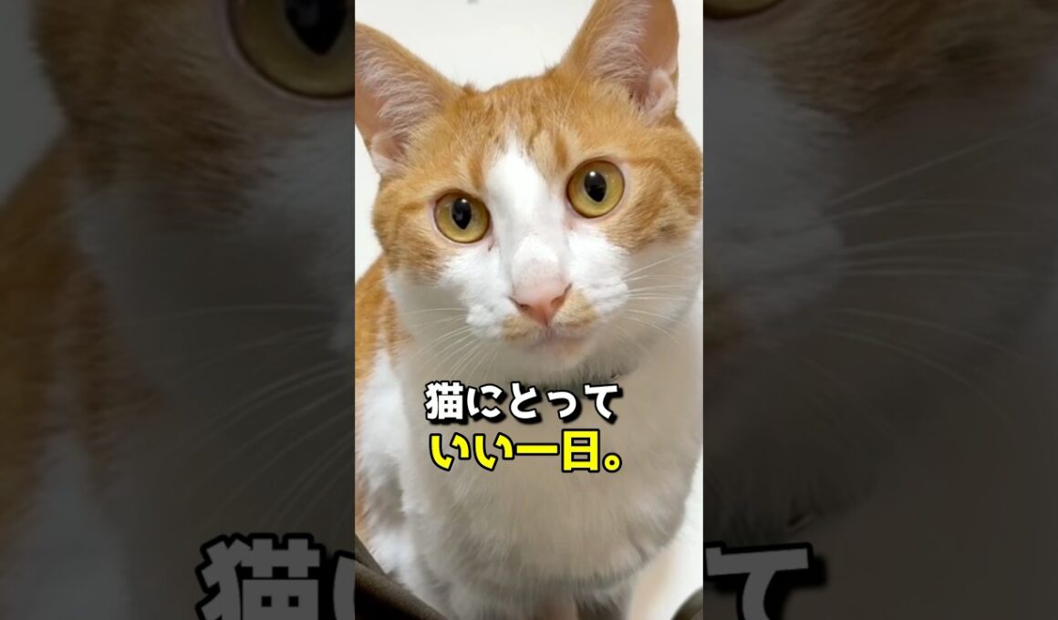 猫にとって「いい一日」って、どんな日？ #猫 #猫の気持ち #猫のいる暮らし