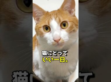 猫にとって「いい一日」って、どんな日？ #猫 #猫の気持ち #猫のいる暮らし