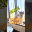 子猫達が切り開いた幸せへの第一歩　#ネコ #かしわねこ #ねこのいる生活 #猫 #ねこ #猫のいる暮らし #好きな子猫  #kitten #保護猫 #子ネコ