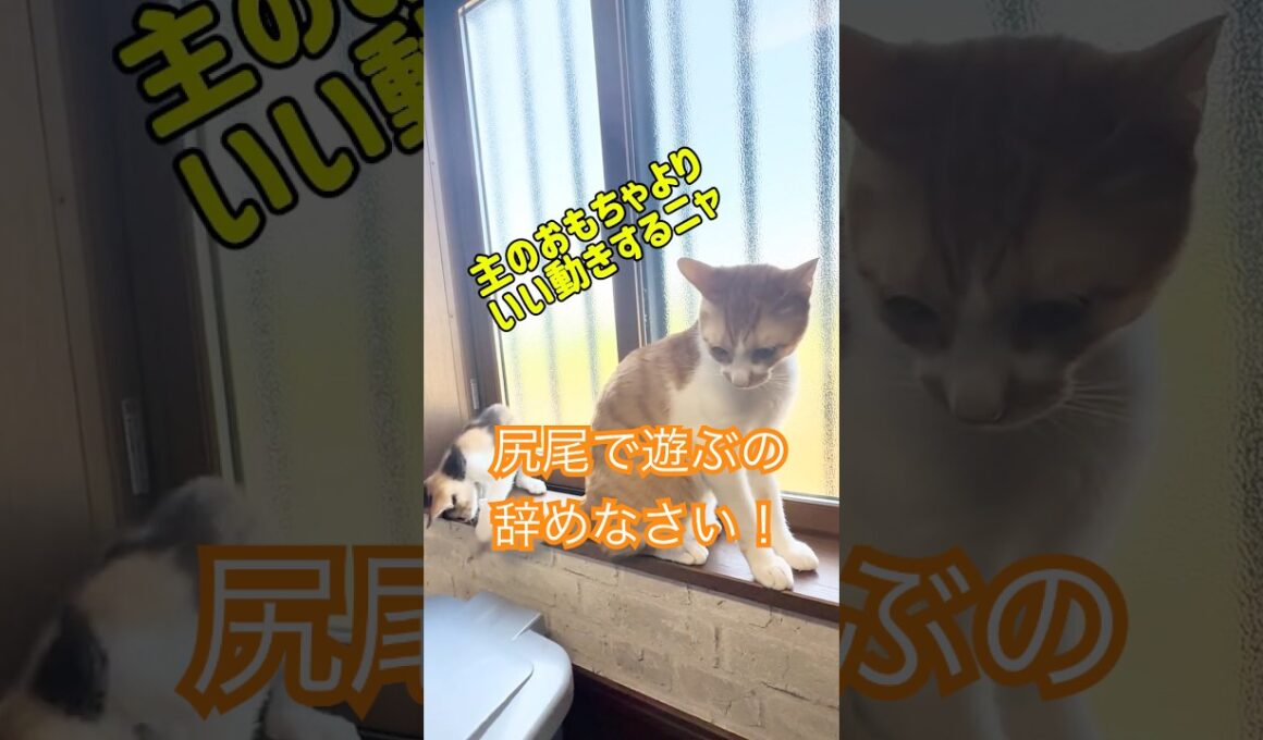 子猫達が切り開いた幸せへの第一歩　#ネコ #かしわねこ #ねこのいる生活 #猫 #ねこ #猫のいる暮らし #好きな子猫  #kitten #保護猫 #子ネコ