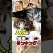 雑種猫はまさかの〇位…人気猫ランキングトップ10！日本で一番多い猫種 #ねこもよ #猫 #猫雑学