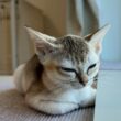 泣き疲れた子猫にとうとう限界がきました