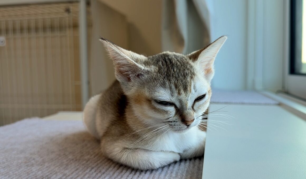 泣き疲れた子猫にとうとう限界がきました