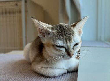 泣き疲れた子猫にとうとう限界がきました