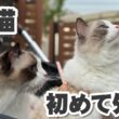 ラグドール3兄妹、初めて外に出たら反応が可愛すぎた✨