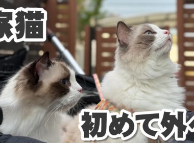 ラグドール3兄妹、初めて外に出たら反応が可愛すぎた✨