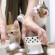 食いしん坊子猫達のごはんは大騒ぎです【赤ちゃん猫　保護猫】