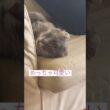 可愛い #ねこ動画 #アメリカンカール