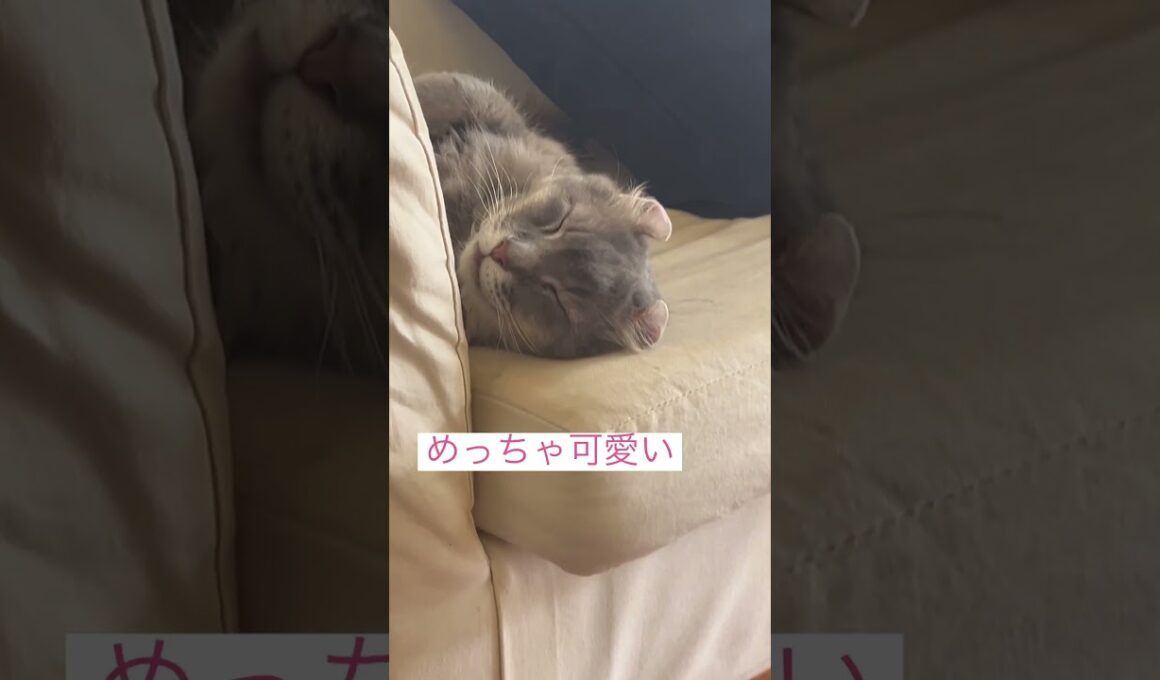 可愛い #ねこ動画 #アメリカンカール