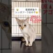 #シンガプーラ　# #里親募集中子猫アゴはネコ #子ネコ