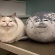 アザラシ買ったら猫たちとまさかの関係に…