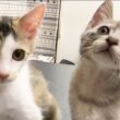 【子猫と先住猫】ご対面前の第一歩。匂い大作戦を始めました！