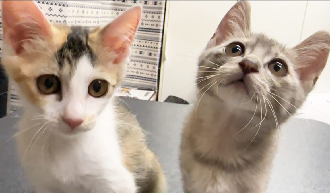 【子猫と先住猫】ご対面前の第一歩。匂い大作戦を始めました！