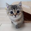 Cute kitten trying to surprise its mom by hiding inside a paper bag…