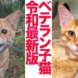 次世代ベテラン子猫、爆誕する The veteran kitten Gen 2