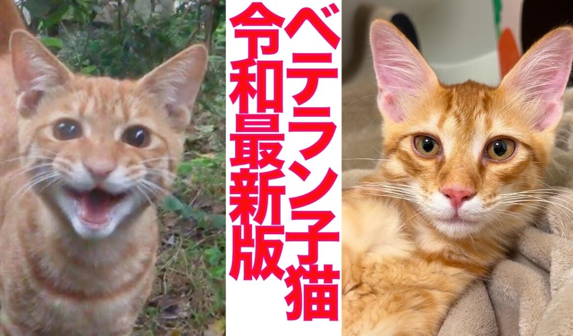 次世代ベテラン子猫、爆誕する The veteran kitten Gen 2