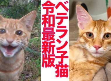 次世代ベテラン子猫、爆誕する The veteran kitten Gen 2